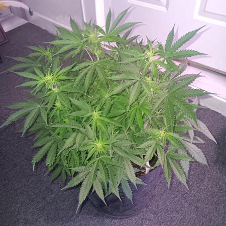 JVK Grow RQS Northern Lights Auto 1