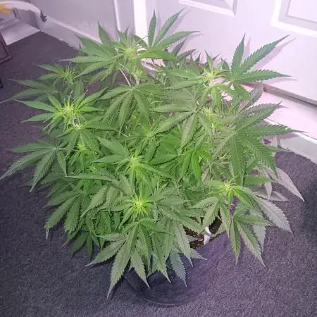 JVK Grow RQS Northern Lights Auto 1