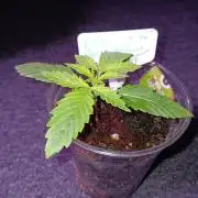 JVK Grow Northern Lights