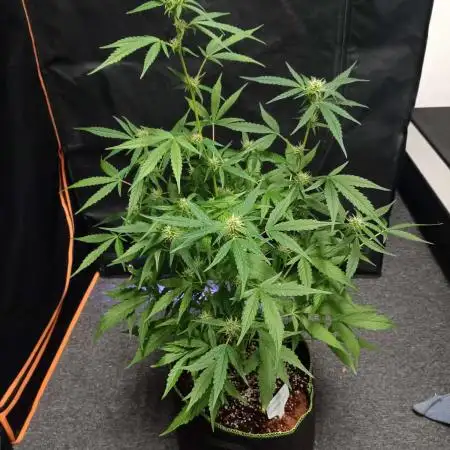 RQS Amnesia Haze Auto 1