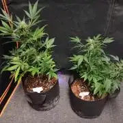 JVK  KUSH Auto 1
