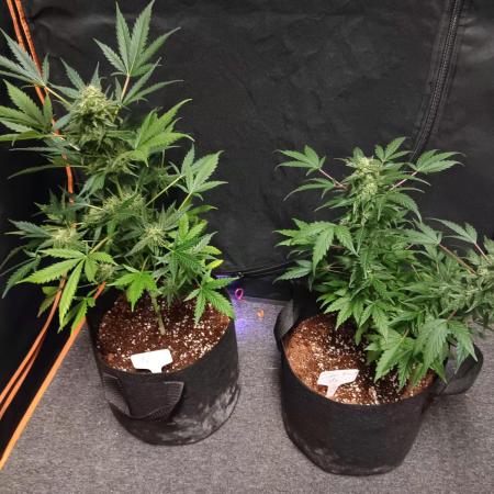JVK  KUSH Auto 1