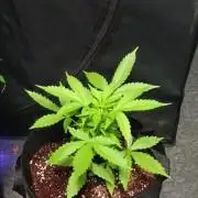 JVK Grow Royal Kush2