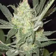 JVK Grow RQS Royal Bluematic Auto 1