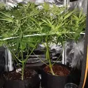JVK Trainwreck Auto