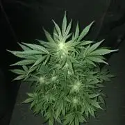 JVK Grow RQS Royal Bluematic Auto 1