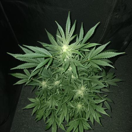 JVK Grow RQS Royal Bluematic Auto 1