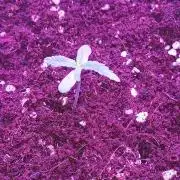 RQS Royal Bluematic Auto 2