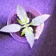 JVK Grow RQS Royal Bluematic Auto 1