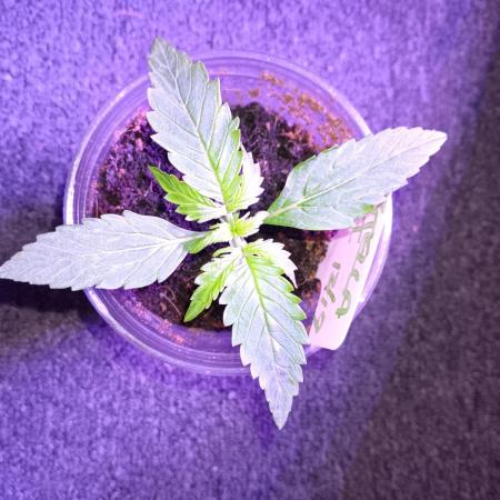 JVK Grow RQS Royal Bluematic Auto 1