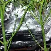 JVK Trainwreck Auto