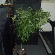 JVK Grow Royal Kush2