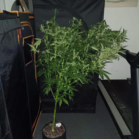 JVK Grow Royal Kush2