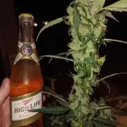 JVK Grow Royal Kush2