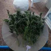 JVK Grow Royal Kush2