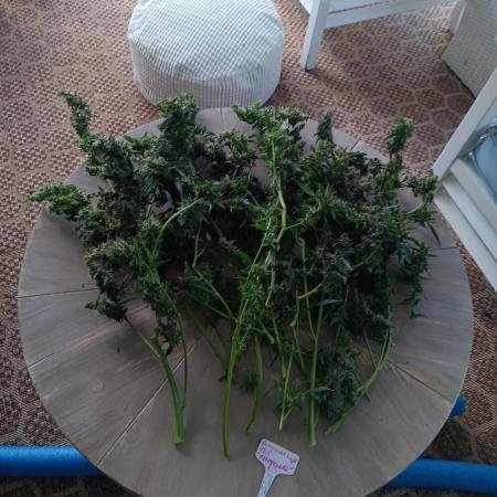 JVK Grow Royal Kush2