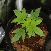 JVK Grow RQS Royal Bluematic Auto 1