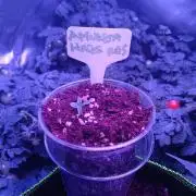 RQS Amnesia Haze Auto 1