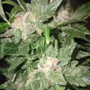 JVK Grow RQS Quickone2