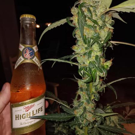 JVK Grow Royal Kush2