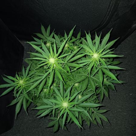 JVK Grow RQS Northern Lights Auto 1