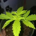 JVK Grow Quickone