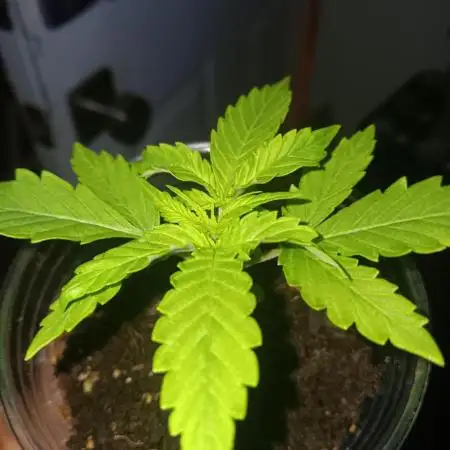 JVK Grow Quickone