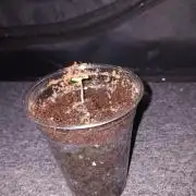 RQS Royal Bluematic Auto 1