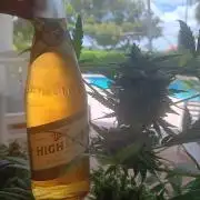 JVK  KUSH Auto 1