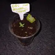 JVK Grow Northern Lights