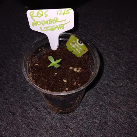 JVK Grow Northern Lights