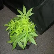 JVK Grow RQS Northern Lights Auto 1