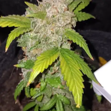 JVK Weedgrow