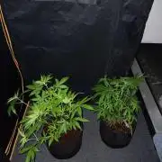 JVK Trainwreck Auto