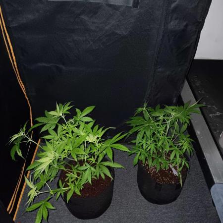 JVK Trainwreck Auto