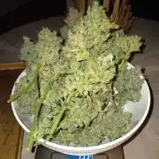 JVK Grow Bluematic Auto 1