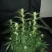 JVK Grow RQS Northern Lights Auto 1