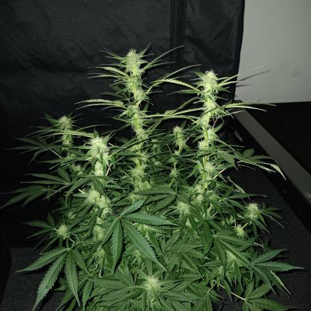 JVK Grow RQS Northern Lights Auto 1