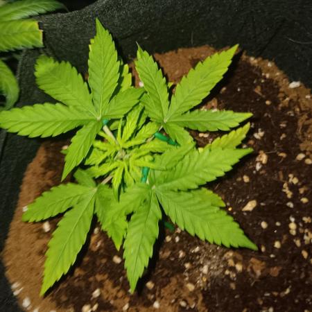 JVK Grow Quickone