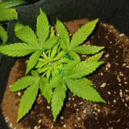 JVK Grow Quickone
