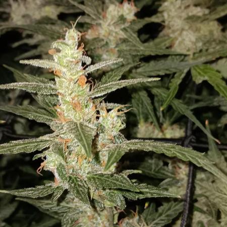 JVK Trainwreck Auto