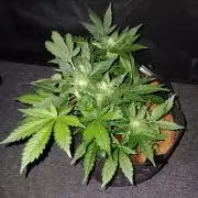 JVK Grow RQS Quickone2