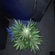 JVK Grow RQS Royal Bluematic Auto 1