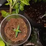 JVK Grow Quickone