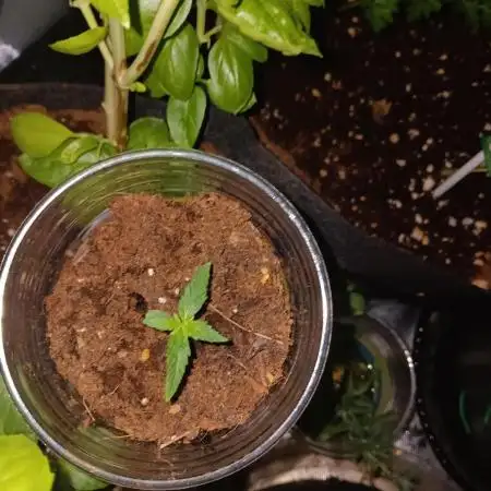 JVK Grow Quickone