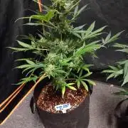 JVK  KUSH Auto 1