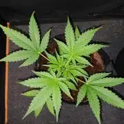 JVK Trainwreck Auto