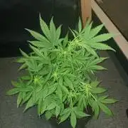 JVK Grow RQS Royal Bluematic Auto 1