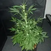 JVK Grow RQS Royal Bluematic Auto 1