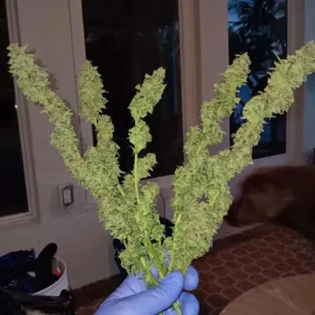 JVK Grow RQS Northern Lights Auto 1